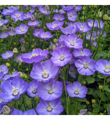 Campanula Samantha (0.8lt)