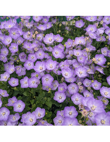 Campanula Samantha (1lt)