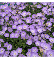 Campanula Samantha (0.8lt)