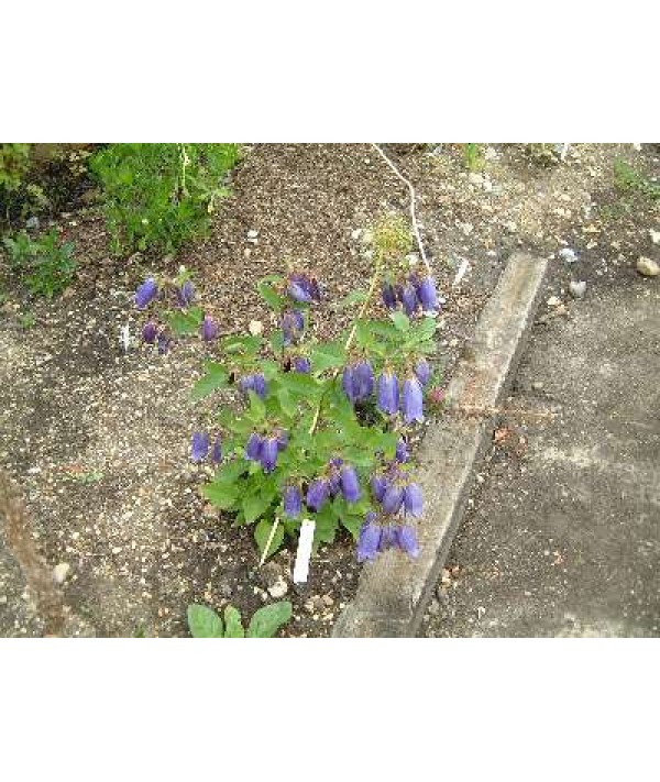 Campanula Sarastro (2lt)