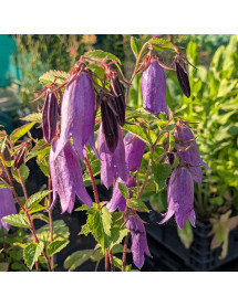 Campanula Sarastro (2lt)