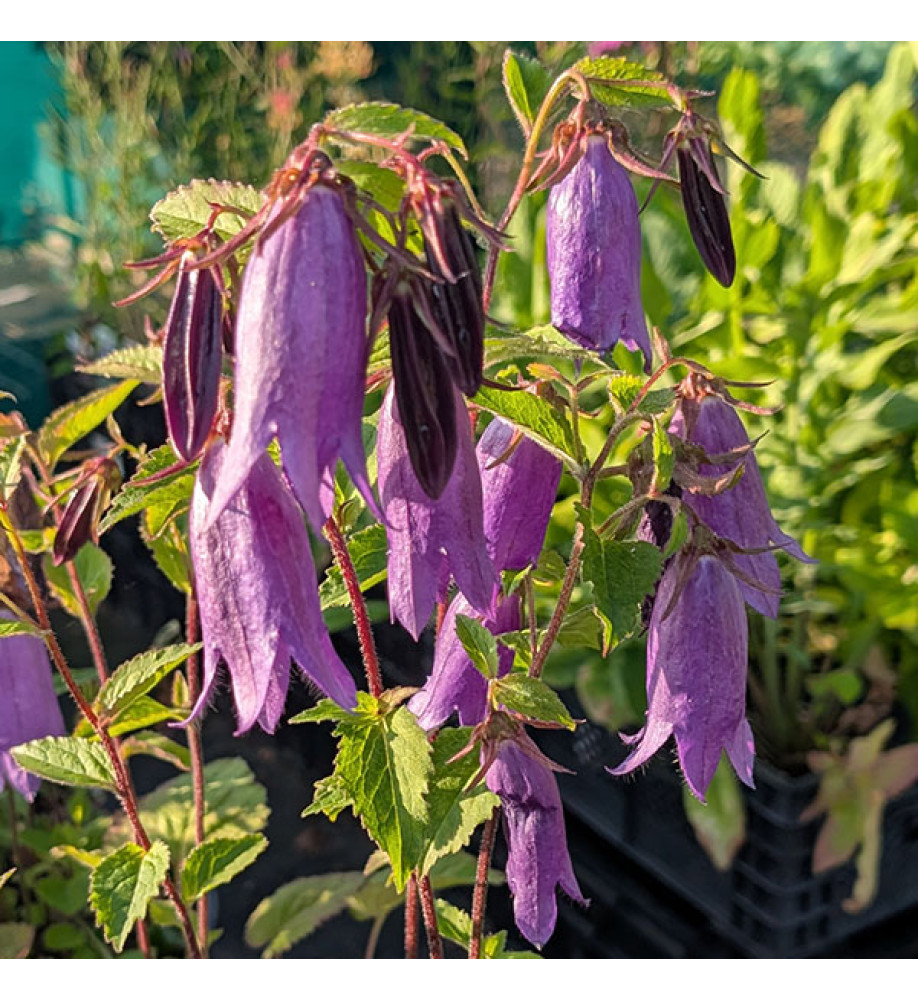 Campanula Sarastro (2lt)