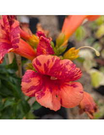 Campsis radicans Orangeade (3lt)
