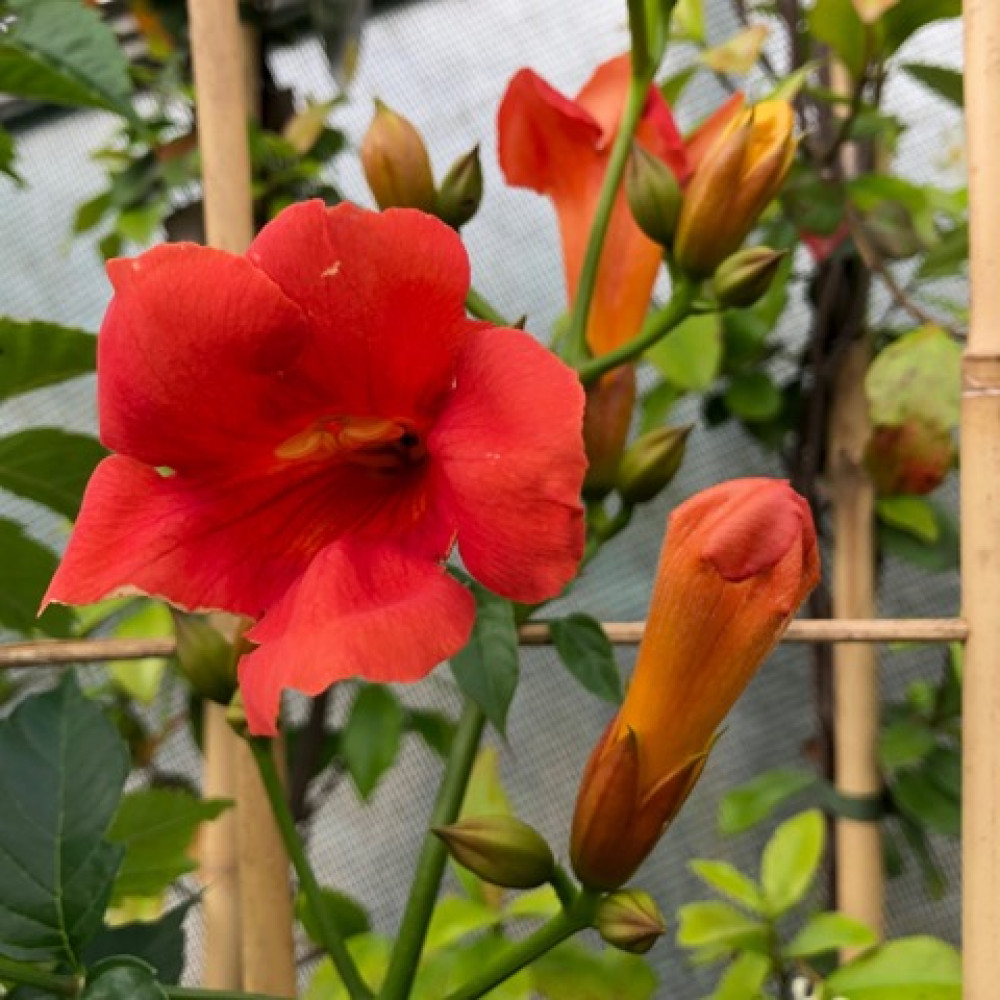 Campsis x tagliabuana Ebony and Red (3lt)