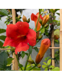 Campsis x tagliabuana Madame Galen (3lt)
