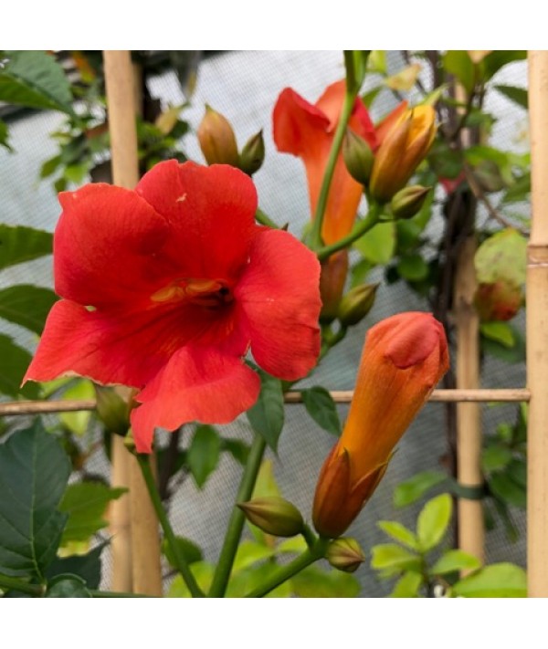 Campsis x tagliabuana Indian Summer (3lt)