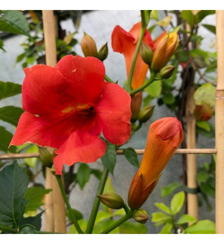 Campsis x tagliabuana Madame Galen (3lt)