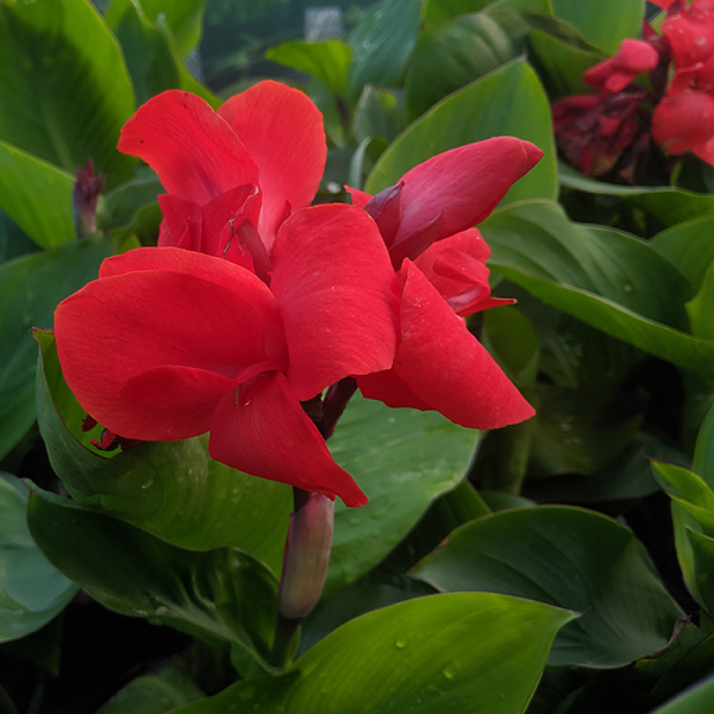 Canna Happy Carmen (7.5lt)