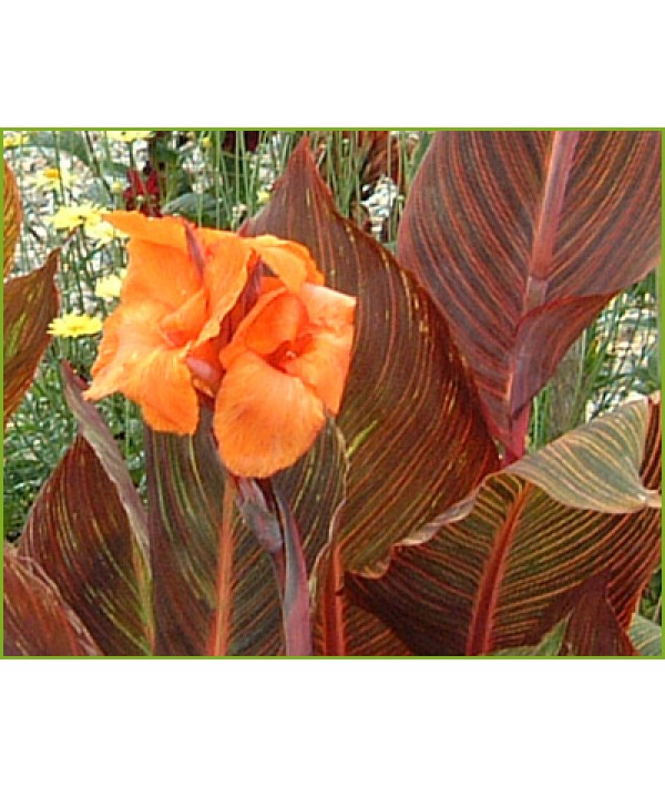 Canna Tropicana (Phasion) (1.5lt)