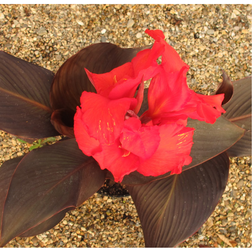 Canna Tropicana Black (3lt)