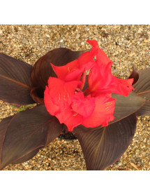 Canna Tropicana Black (3lt)