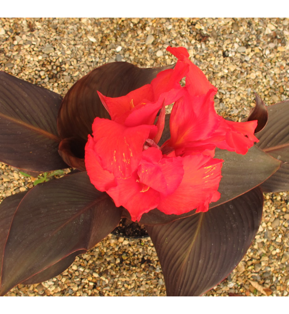Canna Tropicana Black (3lt)