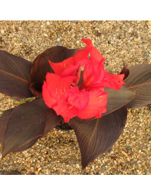 Canna Tropicana Black (3lt)
