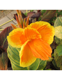 Canna Tropicana Gold (4.5lt)