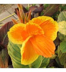 Canna Tropicana Gold (4.5lt)