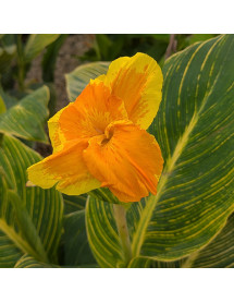 Canna Tropicana Gold (4.5lt)