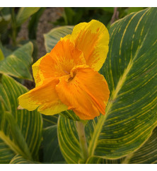 Canna Tropicana Gold (4.5lt)