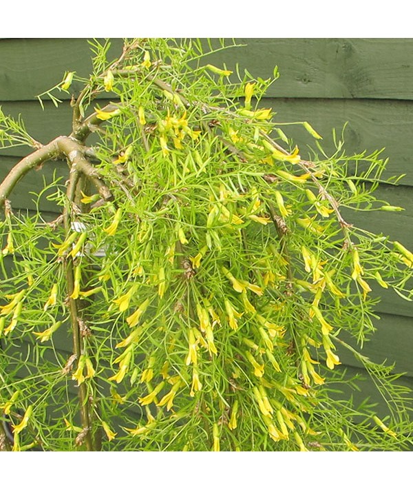 Caragana arborescens Walker (7.5lt)