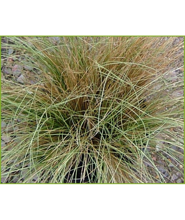 Carex comans Frosted Curls  (0.8lt)