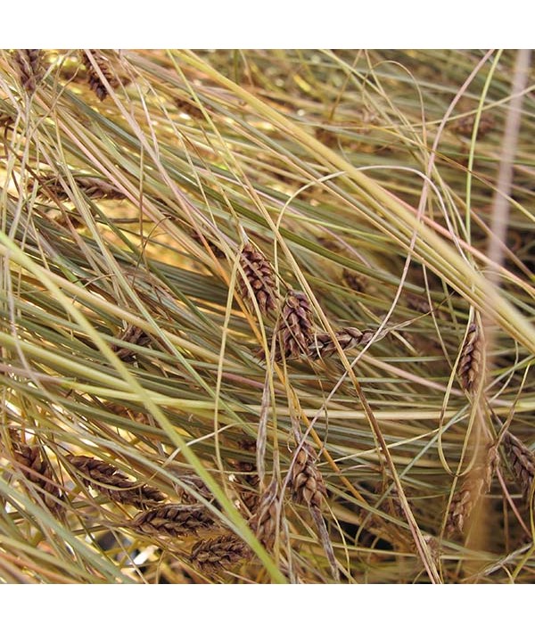 Carex comans bronze-leaved (1lt)