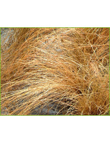 Carex comans red-leaved