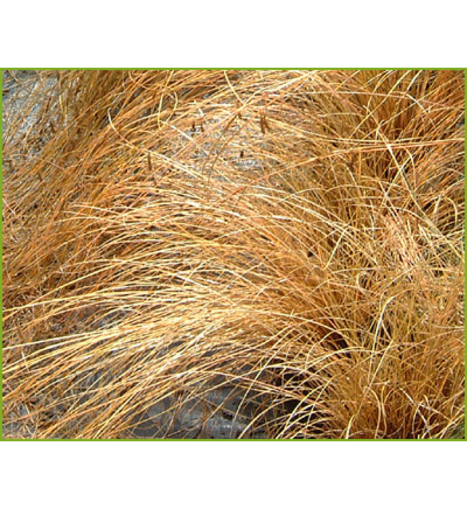 Carex comans red-leaved