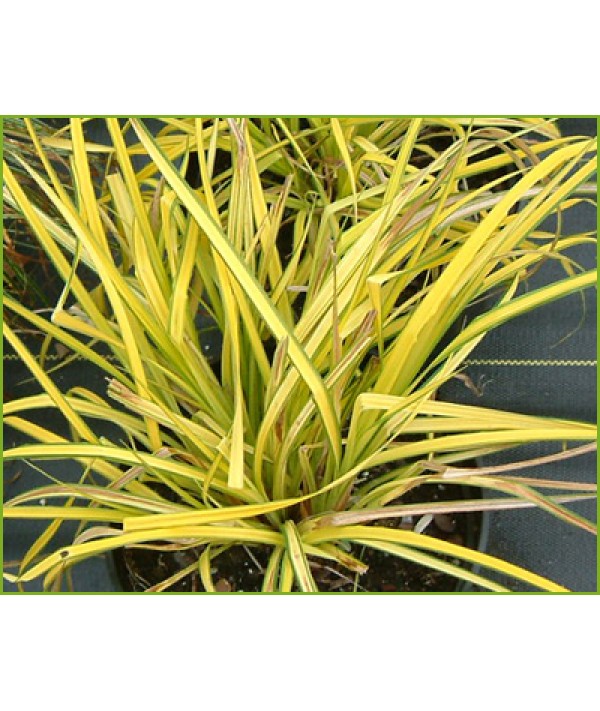 Carex elata Aurea (1.5lt)