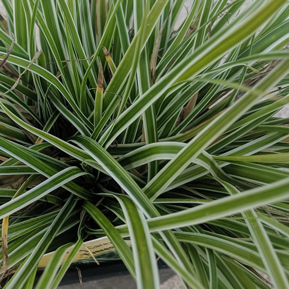 Carex oshimensis Everest (1lt)