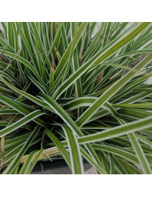 Carex oshimensis Everest (1lt) Carex oshimensis Everest (1lt)