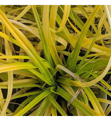Carex oshimensis Everillo (3lt)