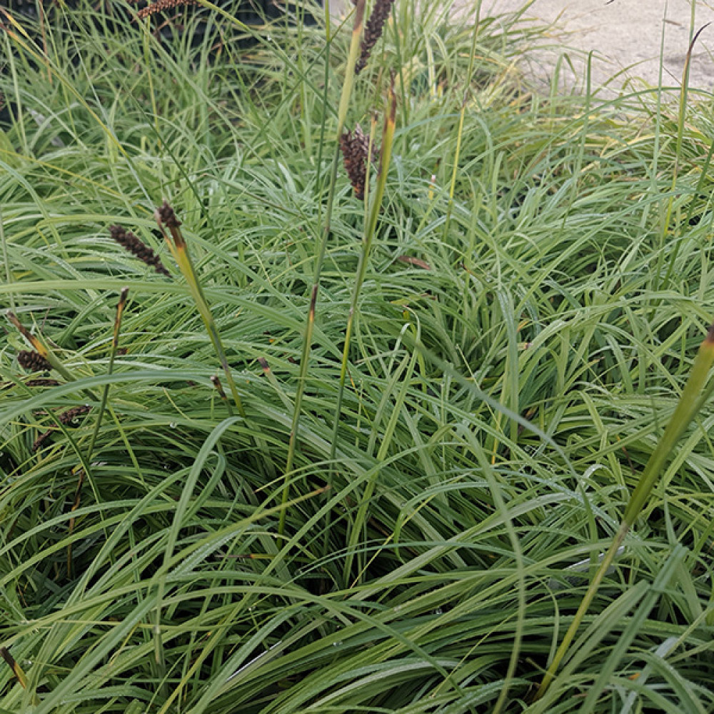 Carex flacca 'Blue Zinger' (1lt)