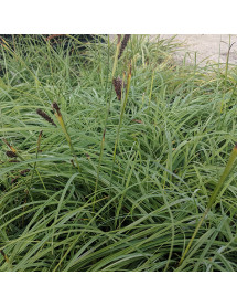 Carex flacca 'Blue Zinger' (1lt)