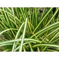 Carex oshimensis Evergold (1lt)