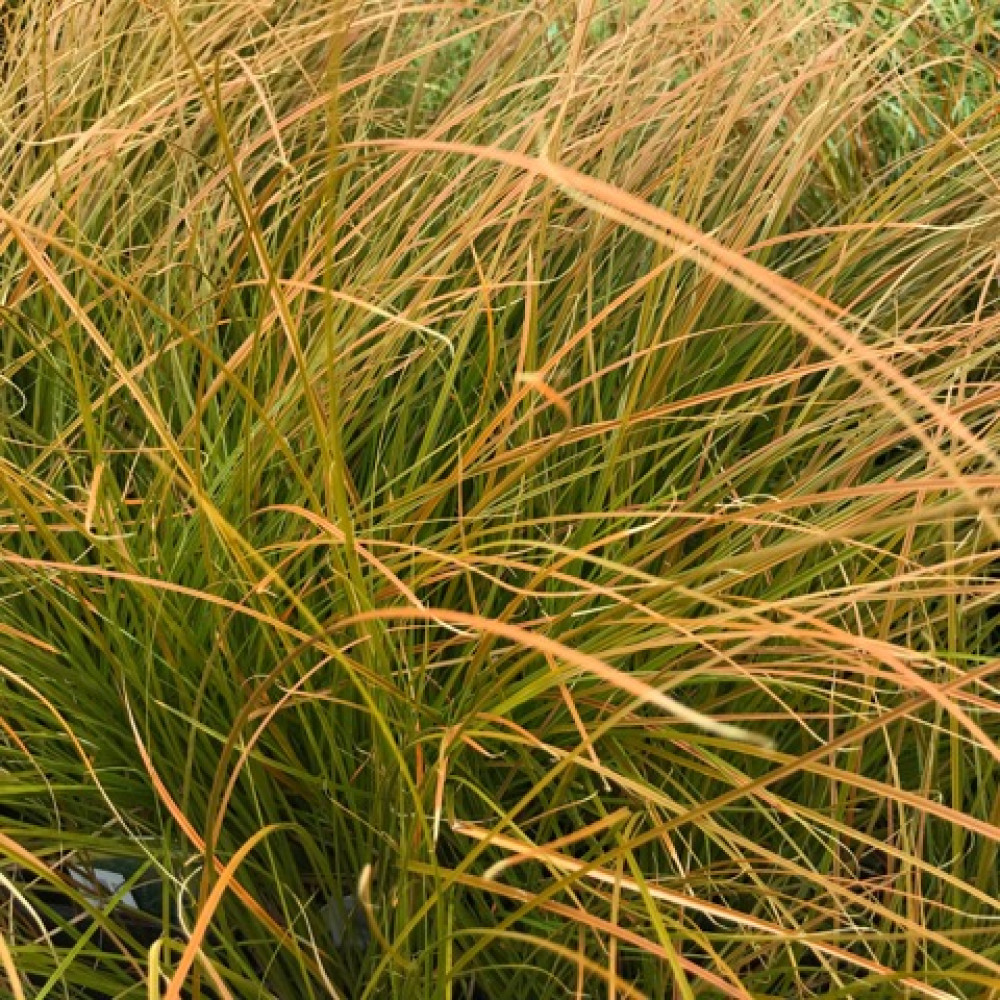 Carex testacea (1lt)