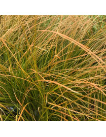 Carex testacea (1lt)