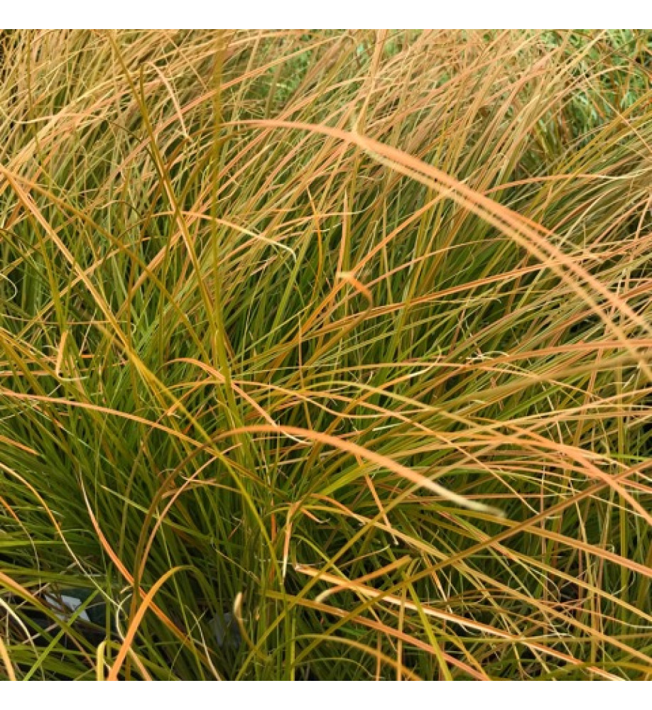 Carex testacea (1lt)