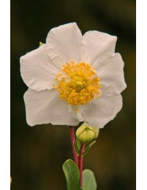 Carpenteria californica (7.5lt)