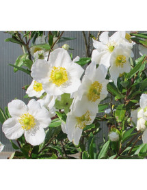 Carpenteria californica (7.5lt)