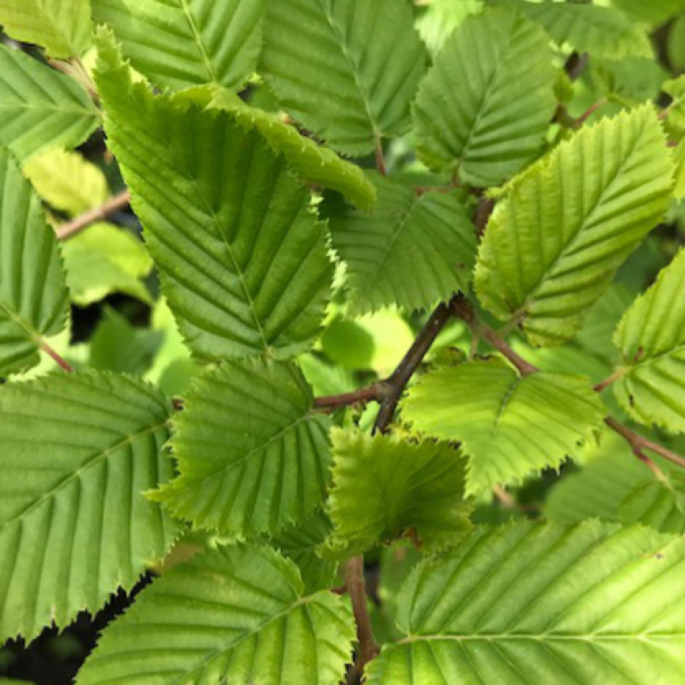 Carpinus fangiana (7lt)