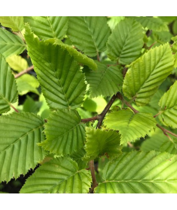 Carpinus betulus 