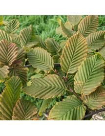 Carpinus betulus Rockhampton Red (0.8lt)