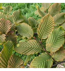Carpinus betulus Rockhampton Red (0.8lt)