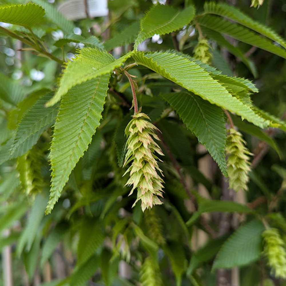 Carpinus japonica Chinese Lantern (12lt)