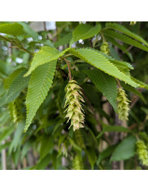 Carpinus japonica Chinese Lantern (12lt)