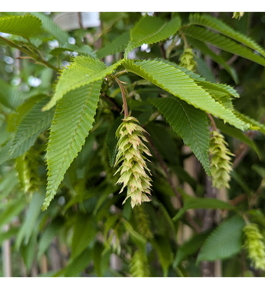 Carpinus japonica Chinese Lantern (12lt)