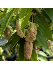 Carpinus japonica Chinese Lantern (12lt)
