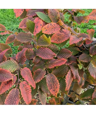 Carpinus betulus Rockhampton Red (12lt)