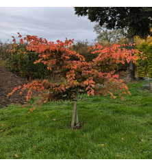 Carpinus betulus Rockhampton Red (0.8lt)