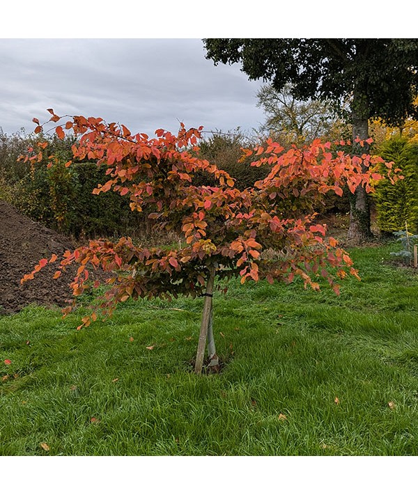 Carpinus betulus Rockhampton Red (20lt)