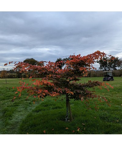 Carpinus betulus Rockhampton Red (20lt)